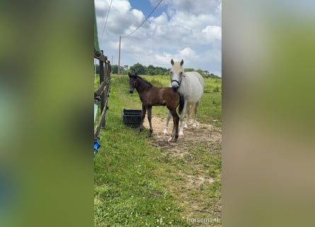 Irish Sport Horse, Stute, 13 Jahre, Schimmel
