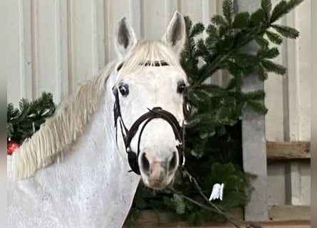 Irish Sport Horse, Stute, 14 Jahre, 165 cm, Schimmel