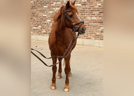 Irish Sport Horse, Stute, 15 Jahre, 137 cm, Fuchs