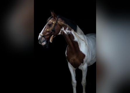 Irish Sport Horse, Stute, 15 Jahre, 157 cm, Schecke