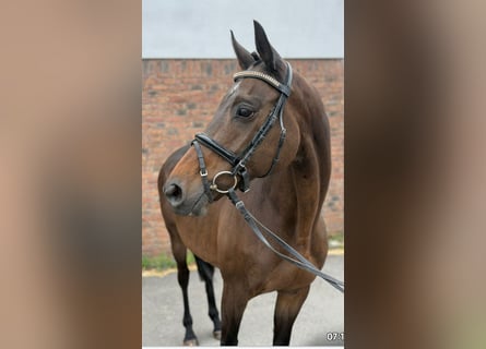 Irish Sport Horse, Stute, 15 Jahre, 158 cm, Brauner