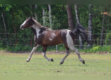 Irish Sport Horse, Stute, 15 Jahre, 160 cm