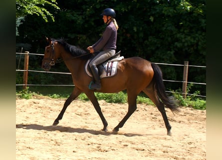 Irish Sport Horse, Stute, 3 Jahre, 152 cm, Brauner