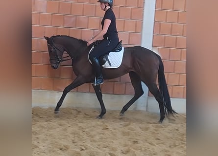 Irish Sport Horse, Stute, 3 Jahre, 160 cm, Brauner