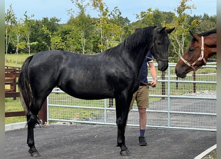 Irish Sport Horse, Stute, 3 Jahre, 161 cm, Schimmel