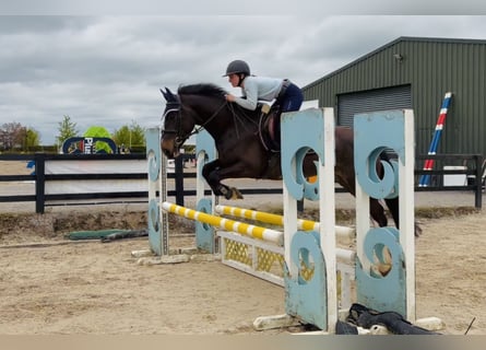 Irish Sport Horse, Stute, 4 Jahre, 154 cm, Rotbrauner