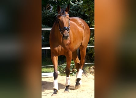 Irish Sport Horse, Stute, 4 Jahre, 156 cm, Brauner