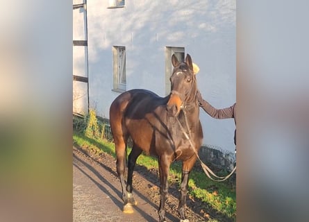 Irish Sport Horse, Stute, 4 Jahre, 162 cm, Brauner