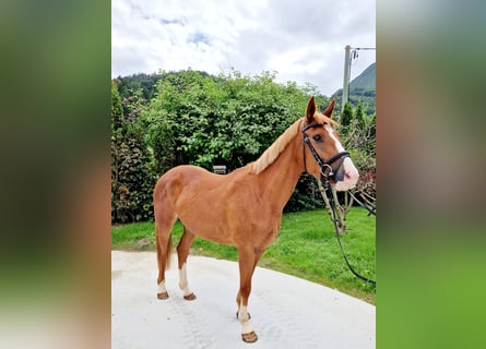 Irish Sport Horse, Stute, 4 Jahre, 164 cm, Fuchs