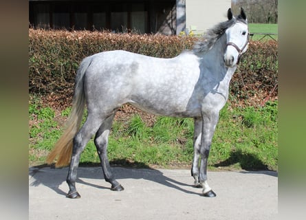 Irish Sport Horse, Stute, 4 Jahre, 164 cm, Schimmel