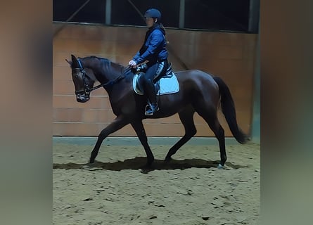 Irish Sport Horse, Stute, 4 Jahre, 165 cm, Brauner