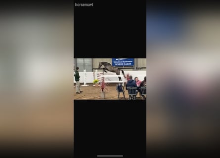 Irish Sport Horse, Stute, 4 Jahre, 165 cm, Schimmel