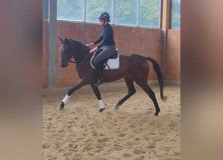 Irish Sport Horse, Stute, 4 Jahre, 168 cm, Brauner