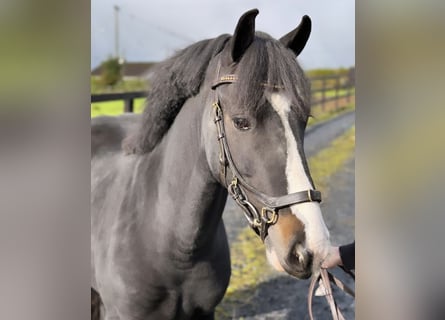 Irish Sport Horse Mix, Stute, 5 Jahre, 138 cm, Brauner