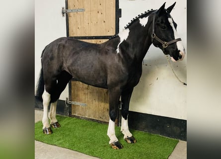 Irish Sport Horse, Stute, 5 Jahre, 138 cm