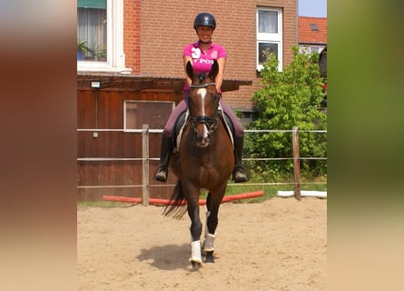 Irish Sport Horse, Stute, 5 Jahre, 152 cm, Brauner