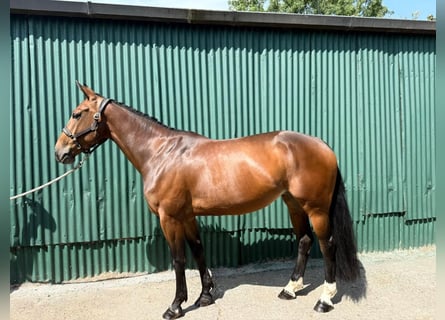 Irish Sport Horse, Stute, 5 Jahre, 158 cm, Rotbrauner
