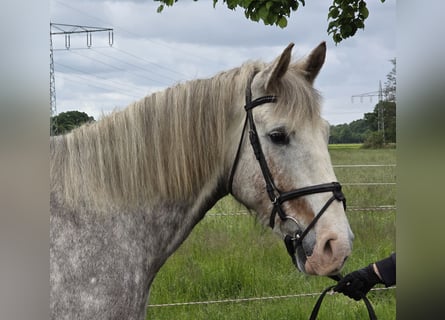 Irish Sport Horse, Stute, 5 Jahre, 159 cm, Apfelschimmel