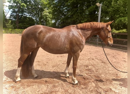 Irish Sport Horse, Stute, 5 Jahre, 160 cm, Fuchs