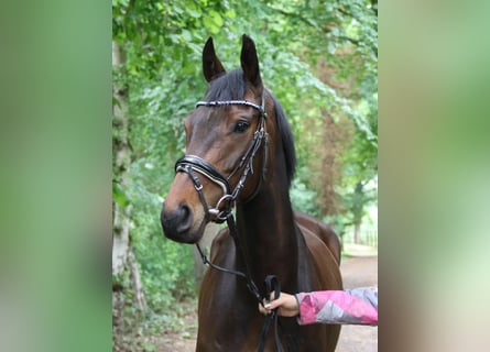 Irish Sport Horse, Stute, 5 Jahre, 160 cm, Schwarzbrauner