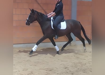 Irish Sport Horse, Stute, 5 Jahre, 162 cm, Brauner