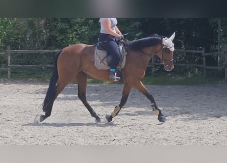 Irish Sport Horse, Stute, 5 Jahre, 165 cm, Brauner