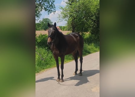 Irish Sport Horse, Stute, 5 Jahre, 165 cm, Dunkelbrauner