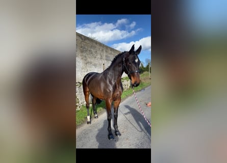 Irish Sport Horse, Stute, 5 Jahre, 167 cm