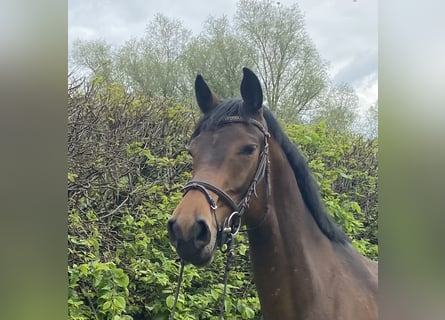 Irish Sport Horse, Stute, 5 Jahre, 168 cm, Dunkelbrauner