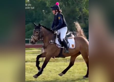 Irish Sport Horse, Stute, 6 Jahre, 146 cm, Falbe