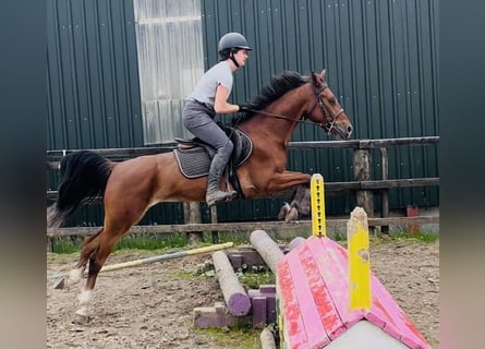 Irish Sport Horse, Stute, 6 Jahre, 148 cm, Rotbrauner