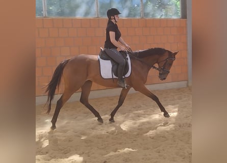 Irish Sport Horse, Stute, 6 Jahre, 160 cm, Brauner
