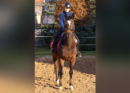 Irish Sport Horse, Stute, 6 Jahre, 160 cm, Dunkelbrauner