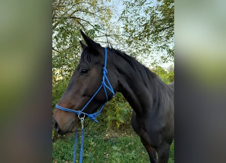 Irish Sport Horse, Stute, 6 Jahre, 162 cm, Brauner