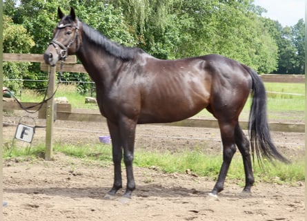 Irish Sport Horse, Stute, 6 Jahre, 162 cm, Rappe