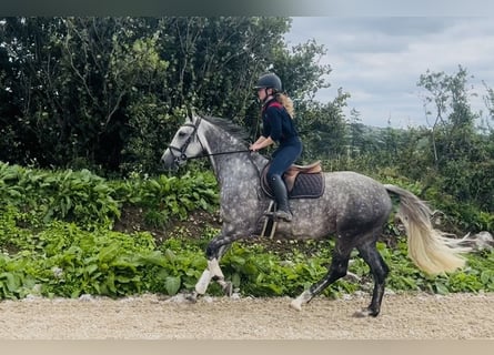 Irish Sport Horse, Stute, 6 Jahre, 163 cm, Apfelschimmel