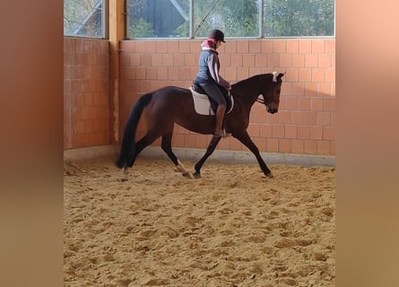Irish Sport Horse, Stute, 6 Jahre, 165 cm, Brauner