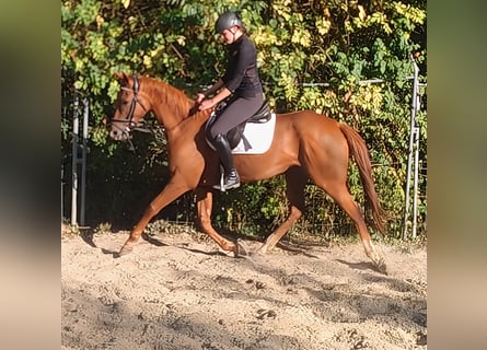 Irish Sport Horse, Stute, 6 Jahre, 165 cm, Dunkelfuchs