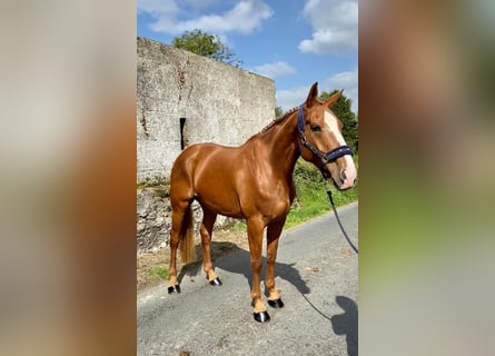 Irish Sport Horse, Stute, 6 Jahre, 165 cm, Dunkelfuchs