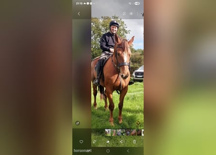 Irish Sport Horse, Stute, 6 Jahre, 168 cm, Dunkelfuchs