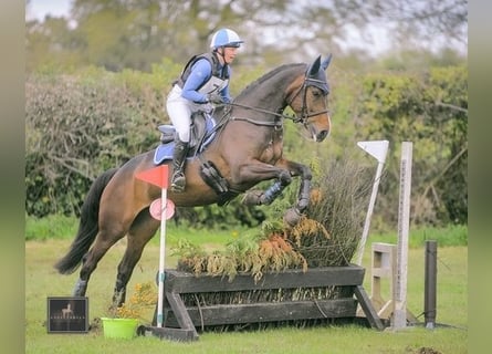 Irish Sport Horse, Stute, 6 Jahre, 168 cm, Rotbrauner