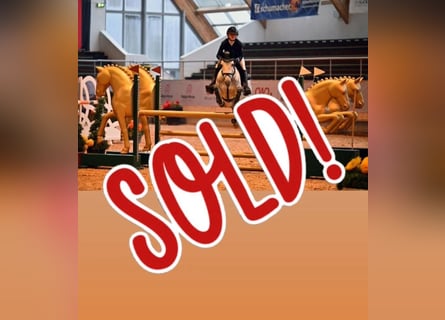 Irish Sport Horse, Stute, 7 Jahre, 147 cm, Apfelschimmel