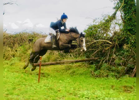 Irish Sport Horse, Stute, 7 Jahre, 148 cm, Brauner