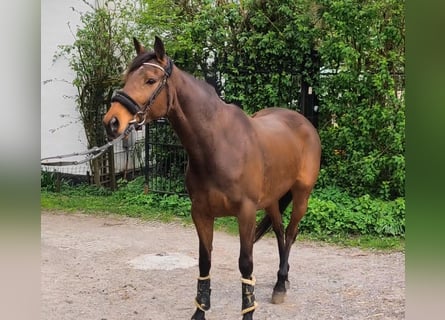 Irish Sport Horse, Stute, 7 Jahre, 160 cm, Brauner