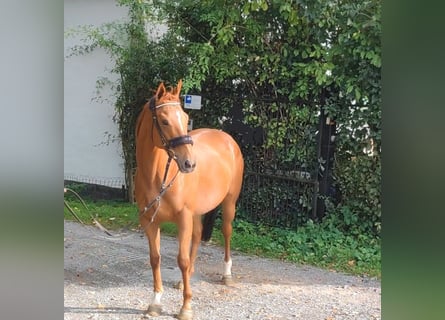 Irish Sport Horse, Stute, 7 Jahre, 160 cm, Fuchs