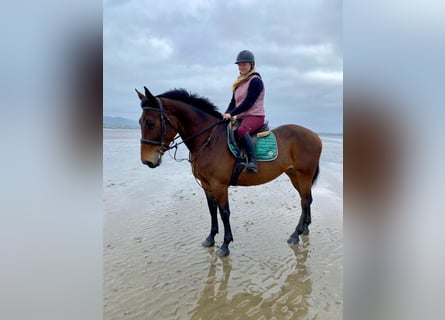 Irish Sport Horse, Stute, 7 Jahre, 165 cm, Brauner