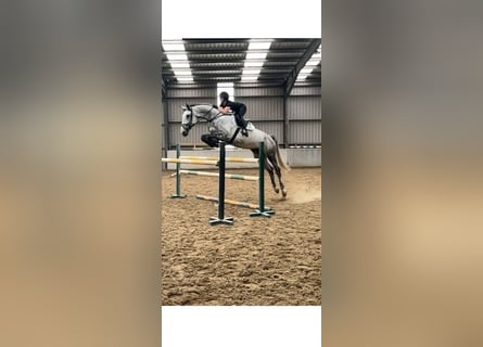 Irish Sport Horse, Stute, 7 Jahre, 178 cm