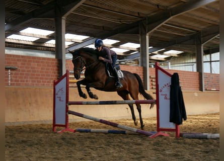 Irish Sport Horse, Stute, 8 Jahre, 155 cm