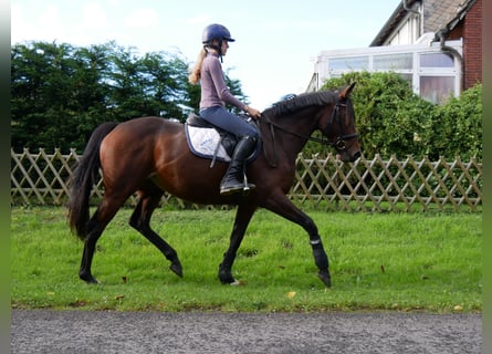 Irish Sport Horse, Stute, 8 Jahre, 155 cm