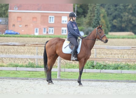 Irish Sport Horse, Stute, 8 Jahre, 160 cm, Brauner